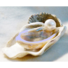 19998_Perle in Muschel 225 225 Rand obe +u weiß.jpg